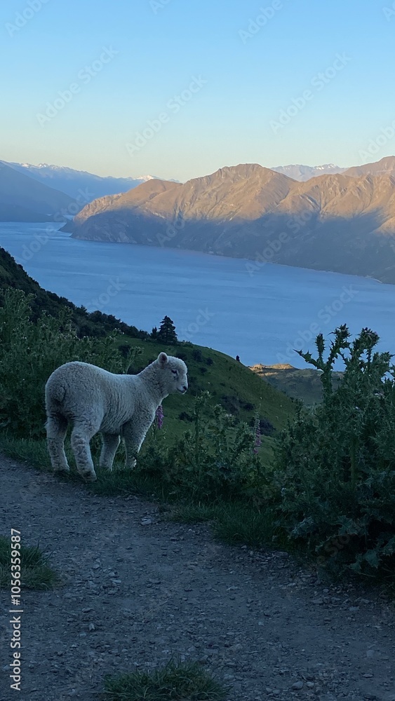 Obraz premium Cute little lamb running around on the Mount Roy, Roys peak in Wanaka, South Island, New Zealand 