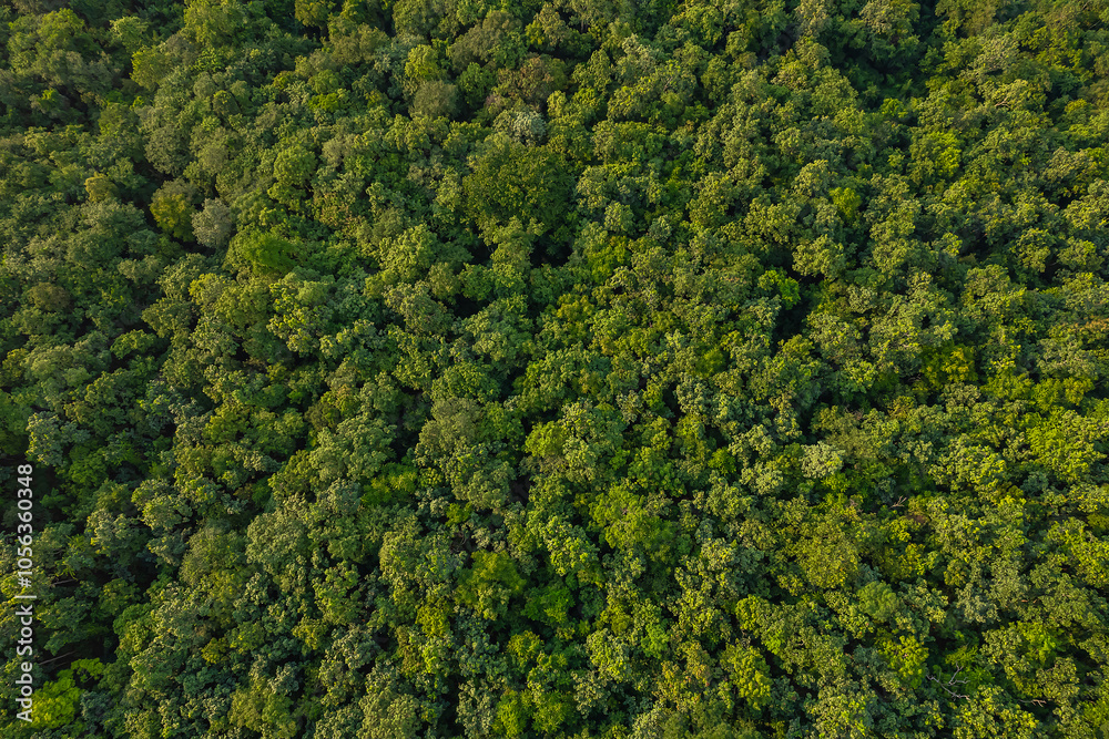 Beautiful aerial top view of green forest in rural Thailand. Beautiful aerial top view of green forest in rural Thailand.