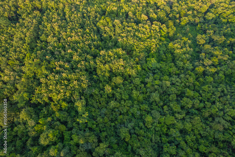 Beautiful aerial top view of green forest in rural Thailand. Beautiful aerial top view of green forest in rural Thailand.