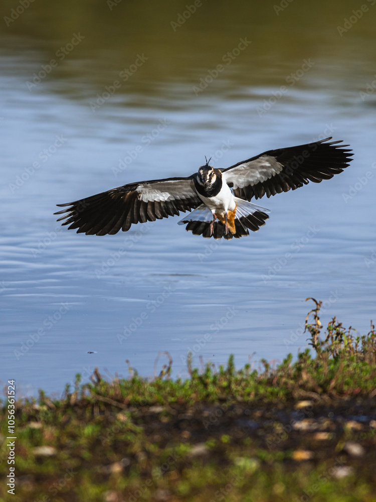 Northern Lapwing, Vanellus vanellus in a flight over autumn marshes Northern Lapwing, Vanellus vanellus in a flight over autumn marshes