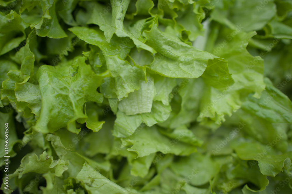 Closeup of vegatable. Wallpaper of green vegatable. Closeup of vegatable. Wallpaper of green vegatable.