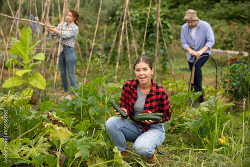 Lot of ripe zucchini barely fit in hands of young woman. Female peasant checkered shirt collects zucchini in garden, cuts ripe fruits from bushes