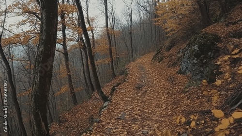 Serene Autumn Path Through Forest Landscape