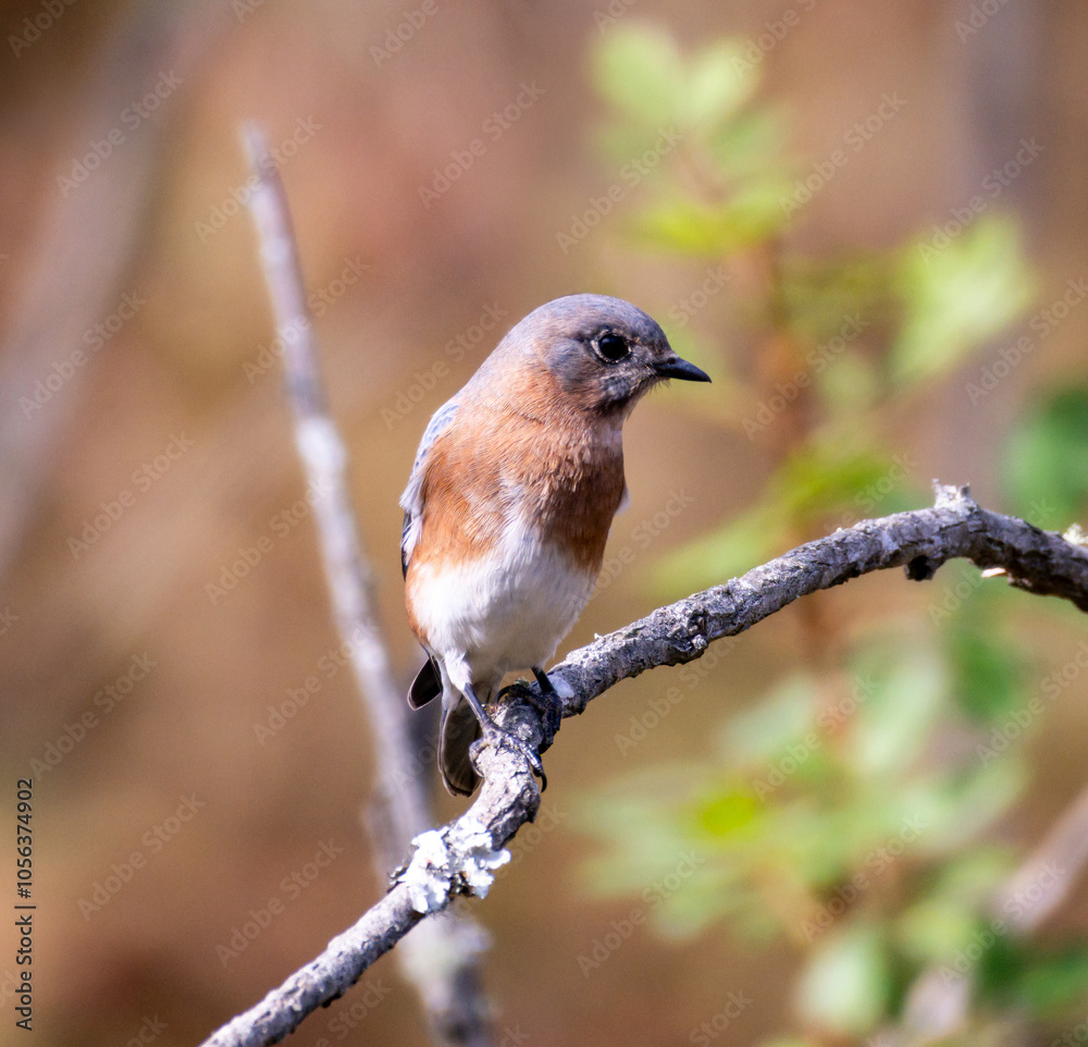 Bird on Branch Bird on Branch