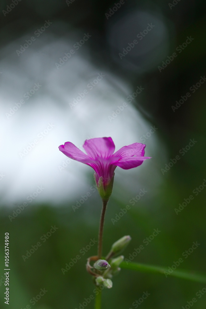 木漏れ日の中のピンクのイモカタバミ