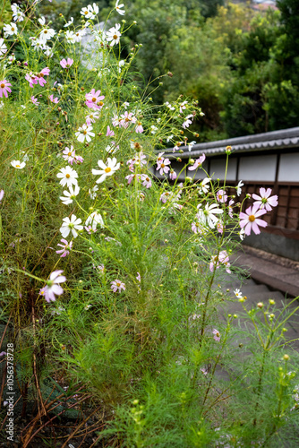 鎌倉2410　雲長庵付近1　秋桜 photo