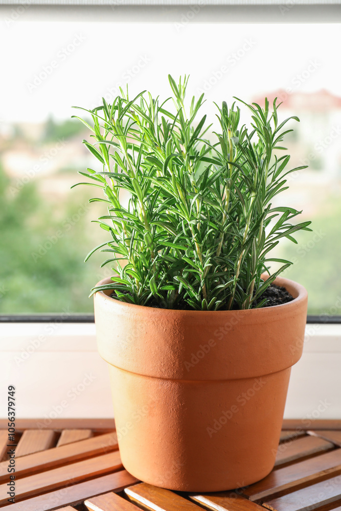 Fototapeta premium Aromatic rosemary plant in pot on wooden table near window indoors