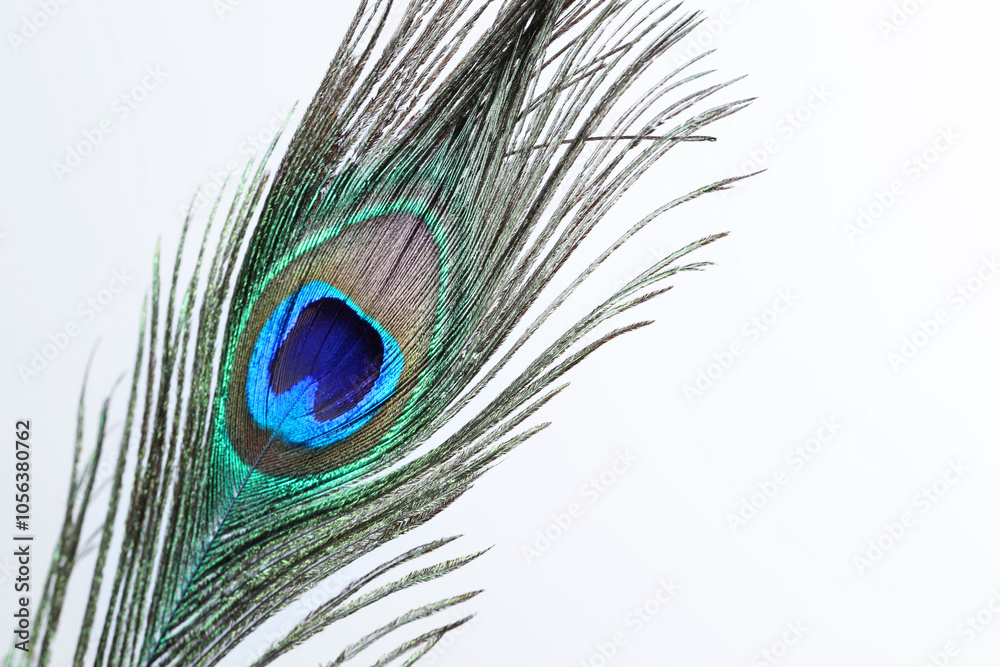 Fototapeta premium One beautiful peacock feather on white background, closeup