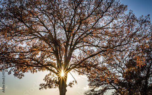 A sunburst between two trunks of a white oak tree in the autumn with brown leaves and blue sky. 