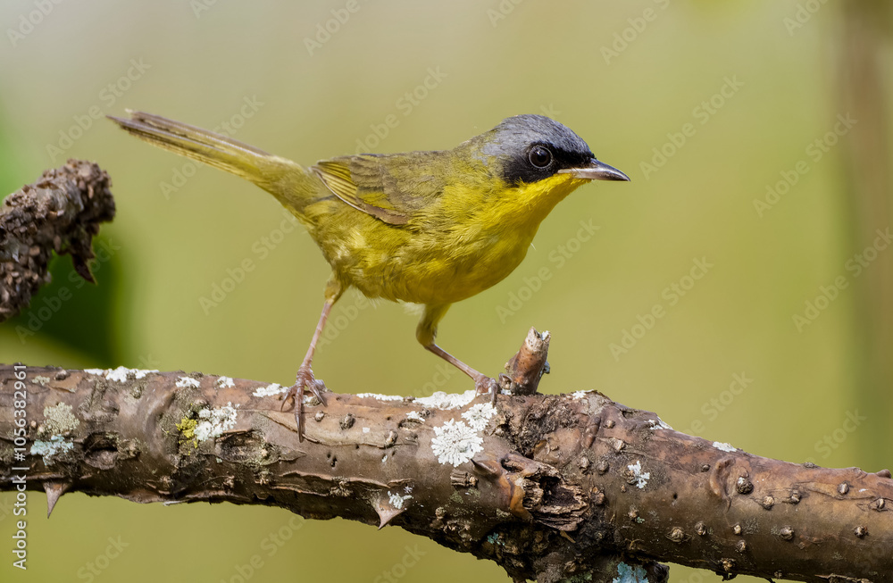 Fototapeta premium Masked-yellowthroat 