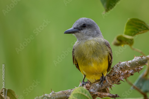 Tropical kingbird  photo