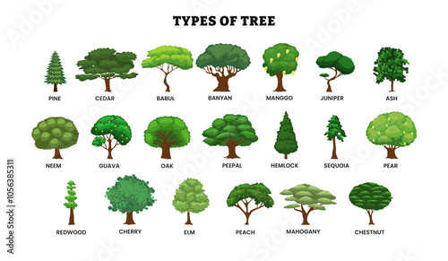 Different types of tree collection, sorts specimens, pine, cedar, babul, banyan, mango, juniper, ash, neem, guava, oak, peepal, hemlock, sequoia, pear, redwood, cherry, elm, peach, mahogany, chestnut.