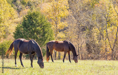 Two mares grazing in a pasture with autumn trees in the background. 