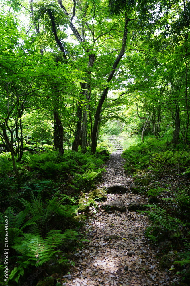 fine spring path in the gleaming sunlight fine spring path in the gleaming sunlight