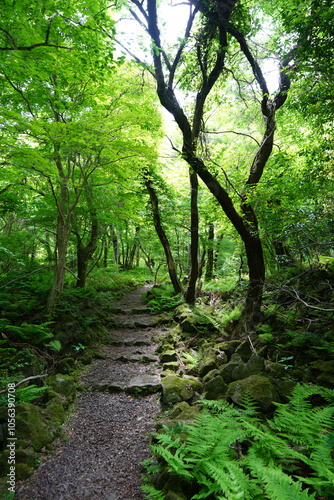 fine spring path in the gleaming sunlight