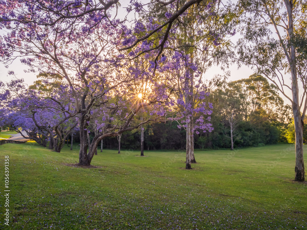Obraz premium Flowering Springtime Jacarandas in Sunny Parkland