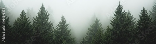 A misty forest scene with tall evergreen trees shrouded in fog.