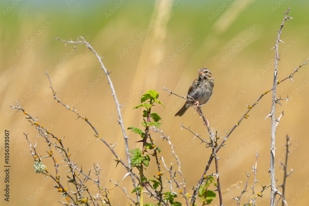 Savannah Sparrow Perches on Blackberry Brambles Savannah Sparrow Perches on Blackberry Brambles