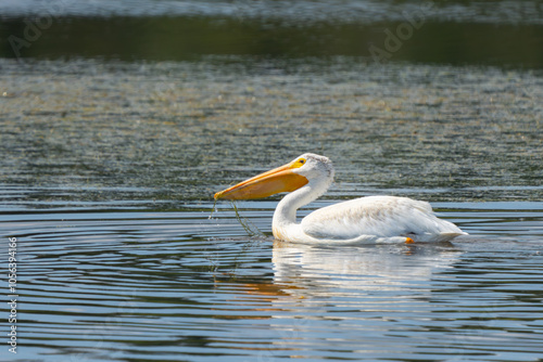 American White Pelican Forages on a Marsh Pond