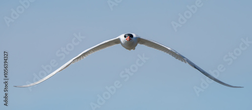 Caspian Tern Patrols His Territory photo