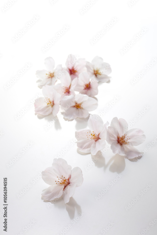 Obraz premium 桜の花の置かれた春の日本のインテリアイメージ