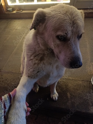 dog