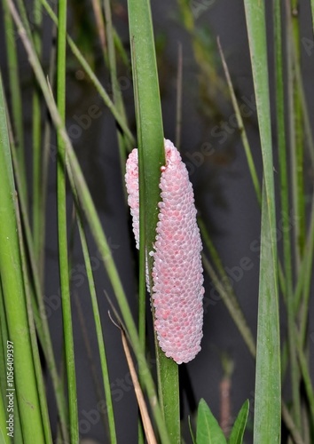 Golden apple snail eggs Pomacea canaliculata nature pest control agriculture reeds. photo