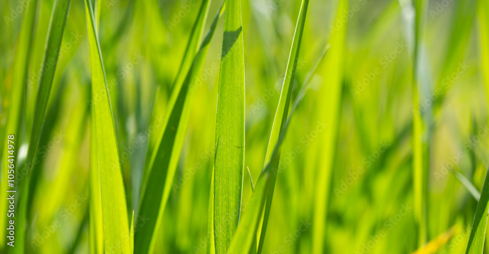 green grass abstract blurry background banner green grass abstract blurry background banner