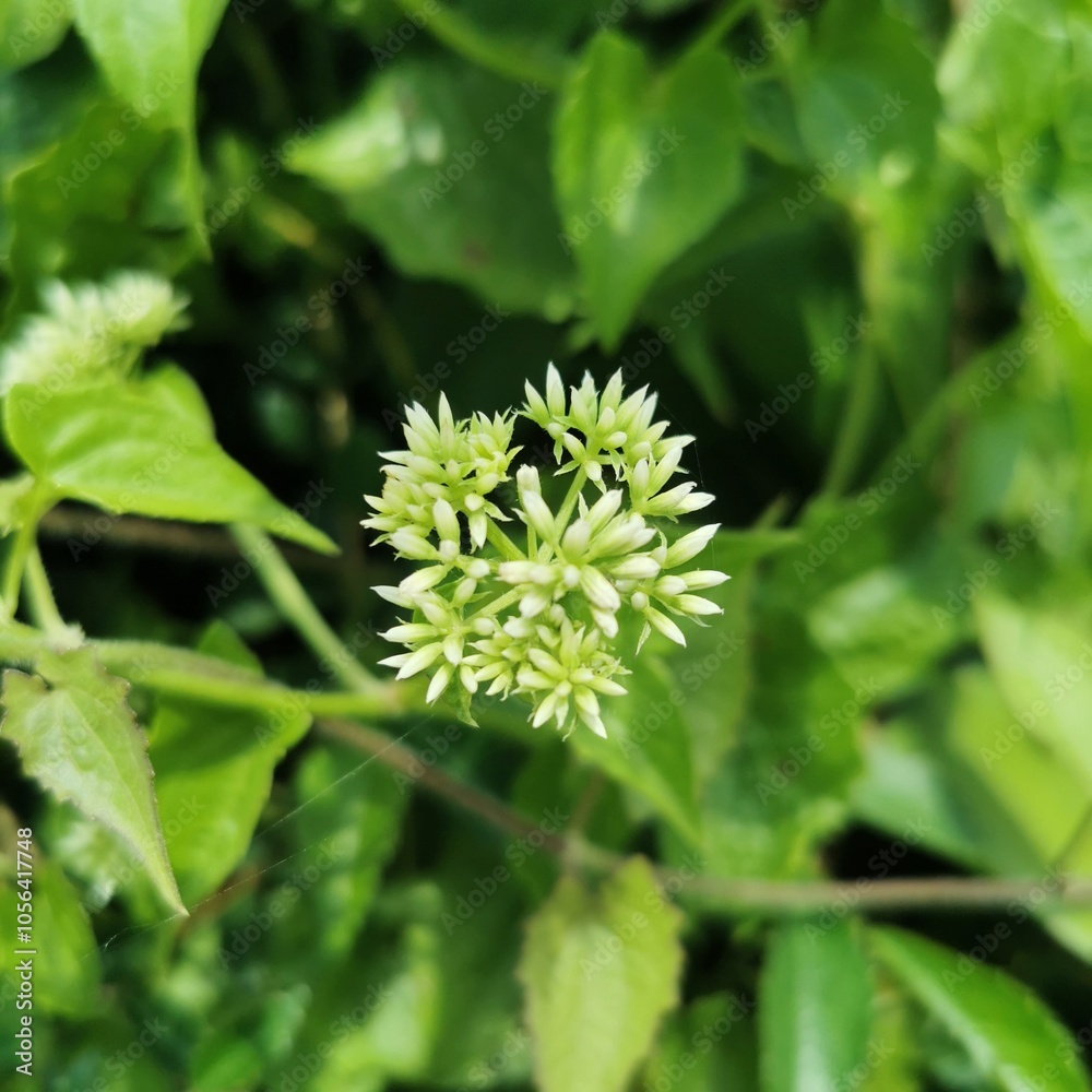 Close up of a green flower blossom macro close up
Close up of a green flower blossom macro close up