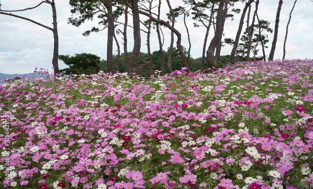 Fototapeta premium 소나무 동산에 핀 가을꽃 코스모스