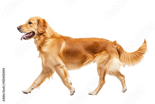 PNG Image of Side view of walking Dog photo