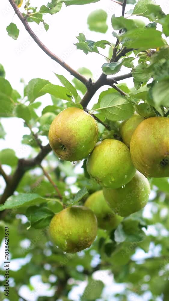 Apples vertical close-up on apple tree branch on bright sunny rainy day. Harvesting ripe fruit in apple orchard. Growing fruit and vegetables in homestead. Gardening and lifestyle of self-sufficiency. Apples vertical close-up on apple tree branch on bright sunny rainy day. Harvesting ripe fruit in apple orchard. Growing fruit and vegetables in homestead. Gardening and lifestyle of self-sufficiency.