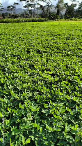 green grass field, peanut plantation 