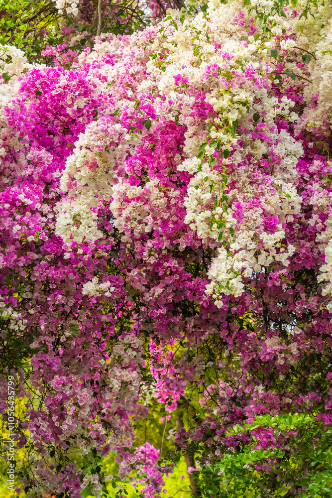 purple and white color bougainvillea flowers in garden purple and white color bougainvillea flowers in garden