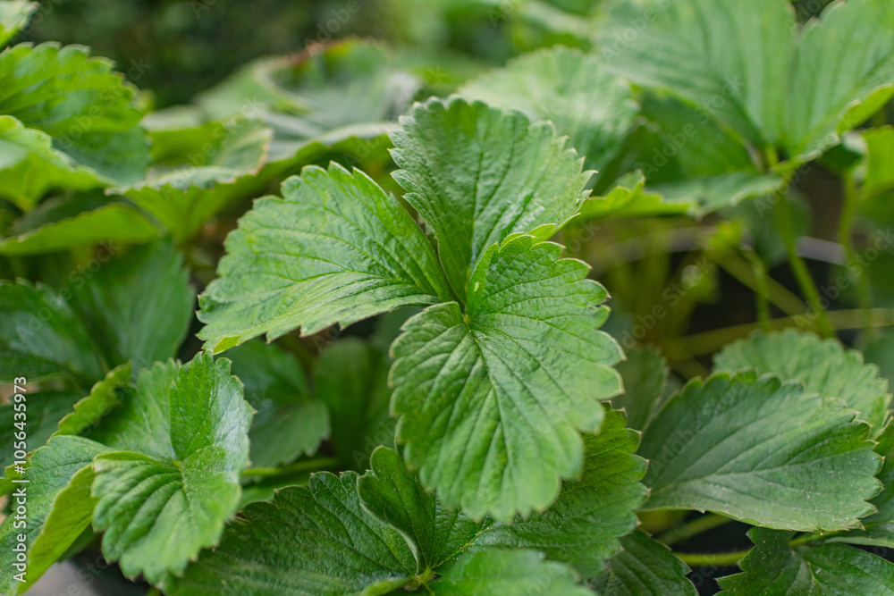 Macro shot of strawberry plant leaf with rich green texture, suitable for organic themes. Macro shot of strawberry plant leaf with rich green texture, suitable for organic themes.