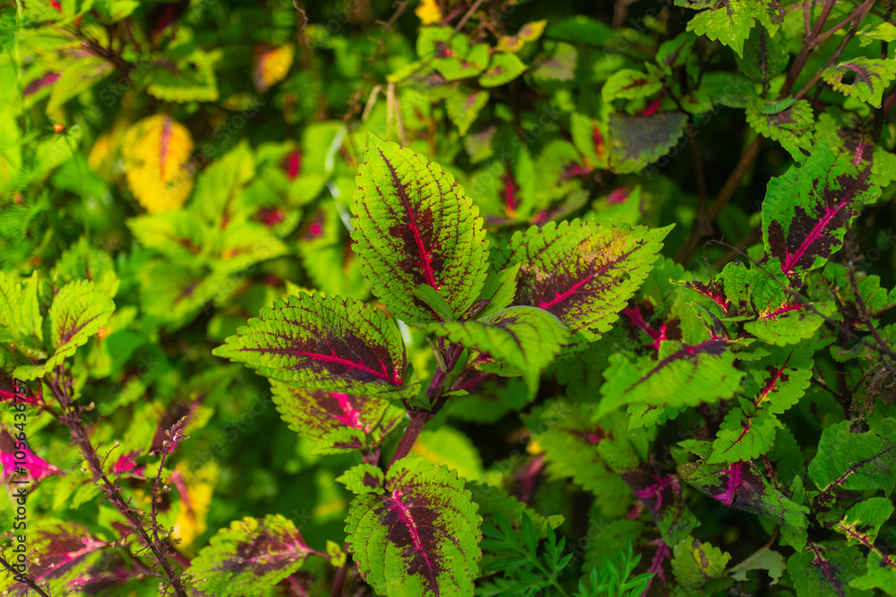 Close up of vibrant green leaves with striking red veins, ideal for natural and colorful themes. Close up of vibrant green leaves with striking red veins, ideal for natural and colorful themes.
