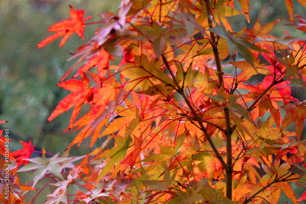 秋の紅葉
秋の紅葉