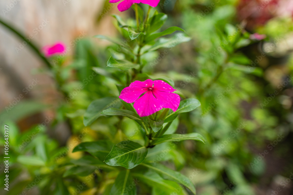 Beautiful pink flower in bloom amidst green leaves in a garden setting. Ideal for nature, botanical, and floral themes. Beautiful pink flower in bloom amidst green leaves in a garden setting. Ideal for nature, botanical, and floral themes.