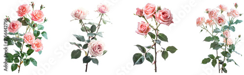 Beautiful pink roses showcasing various stages of bloom outdoors. Set of png on transparent background