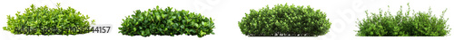 Varieties of lush green shrubs arranged from low to tall outdoors. Set of png on transparent background