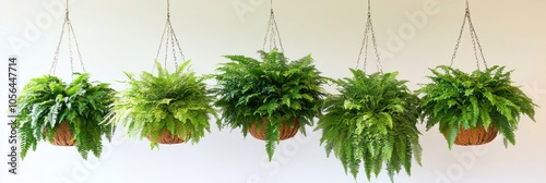 A row of lush hanging ferns in woven baskets against a light background. photo