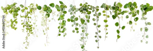 A collection of hanging green plants with various leaf shapes and sizes.