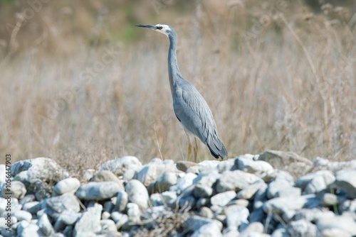 Matuku Moana: Elegant Wildlife of New Zealand's Wetlands photo