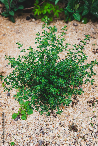 Australian native oregano prostanthera rotundifolia round leaf mint bush plant outdoor photo