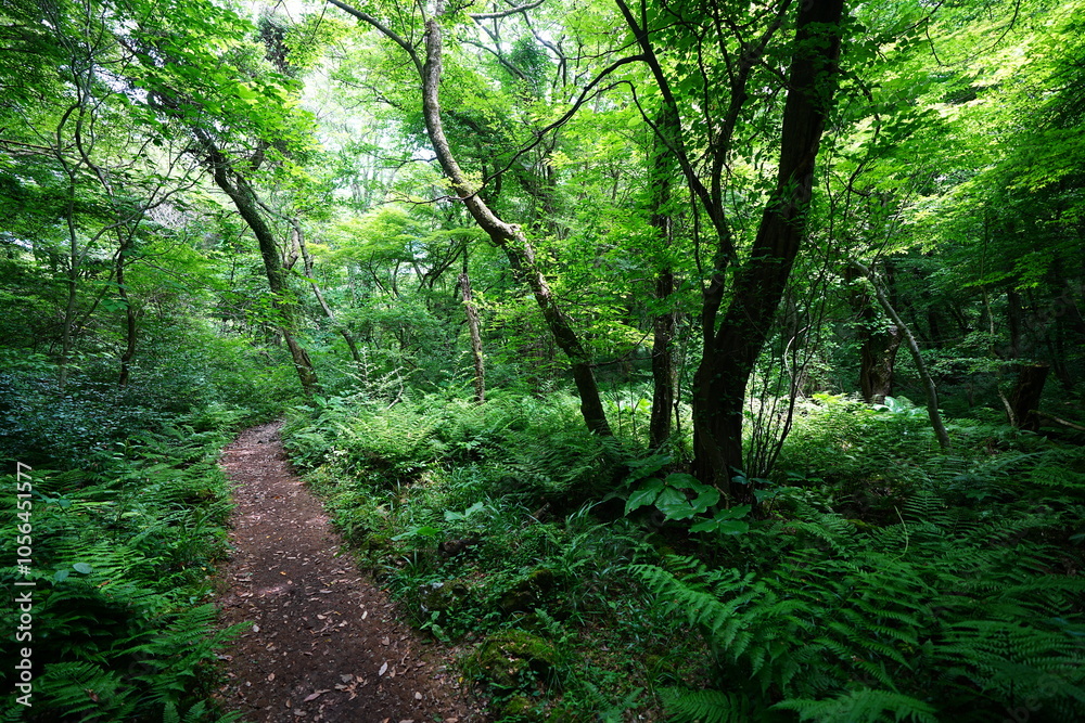 Obraz premium fine spring path in the gleaming sunlight