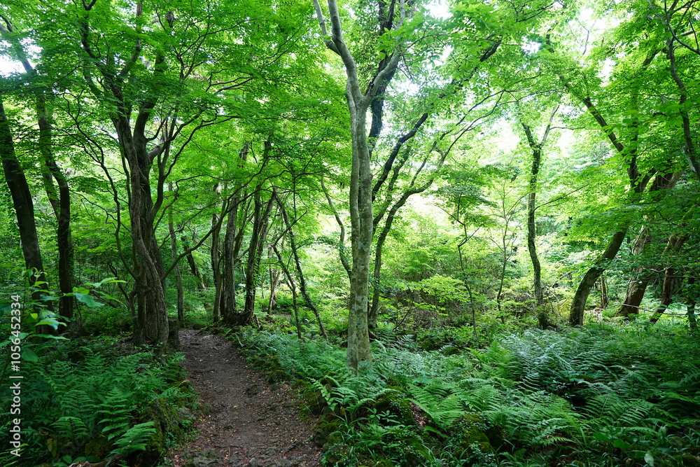 fine spring path in the gleaming sunlight fine spring path in the gleaming sunlight