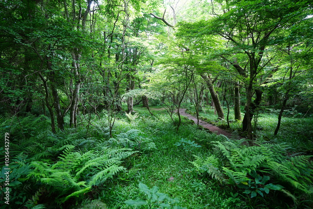 Obraz premium dense wild forest in spring