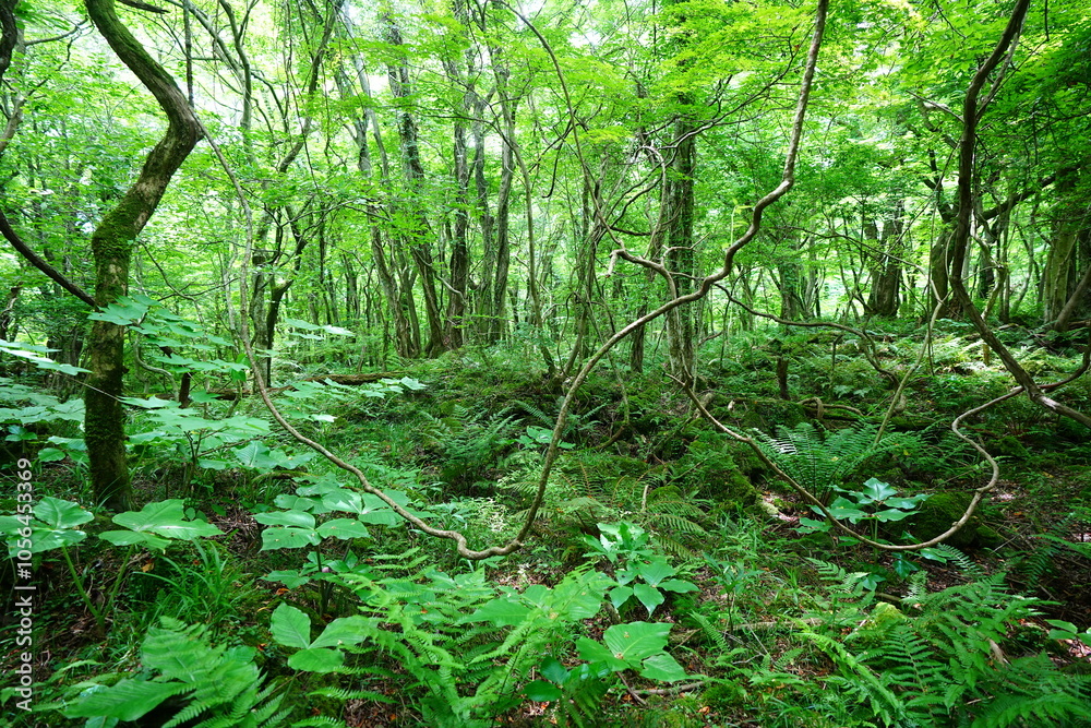 dense wild forest in spring dense wild forest in spring