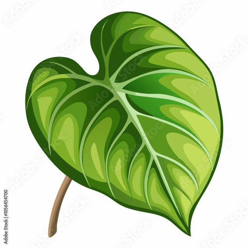 pothos leaf