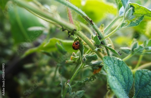 photo of a beautiful ladybug perched on a tree